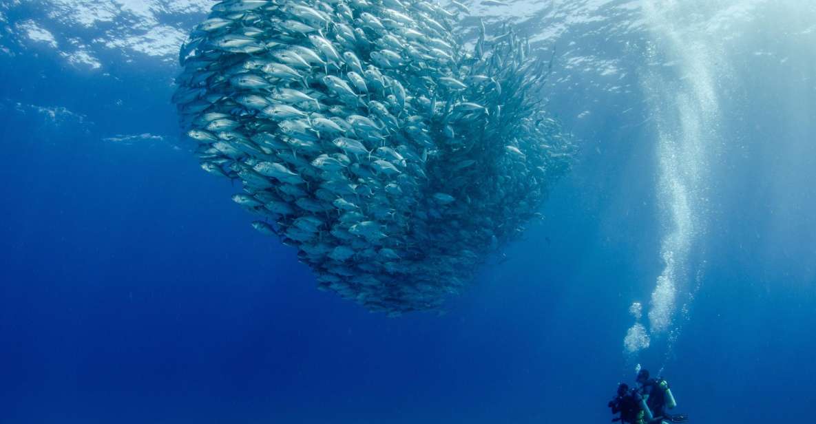 Cabo Pulmo Marine Park: Scuba Diving Excursion - Logistics and Safety