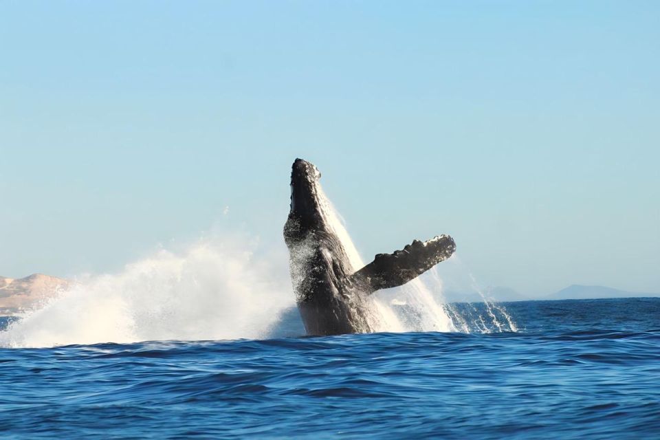 Cabo San Lucas: Arch Boat Tour Whale Watching Safari - Photo Opportunities