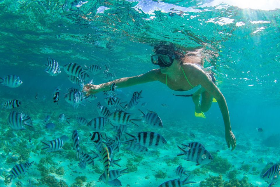 Cabo San Lucas: Cabo Pulmo Snorkeling Expedition - Tour Details