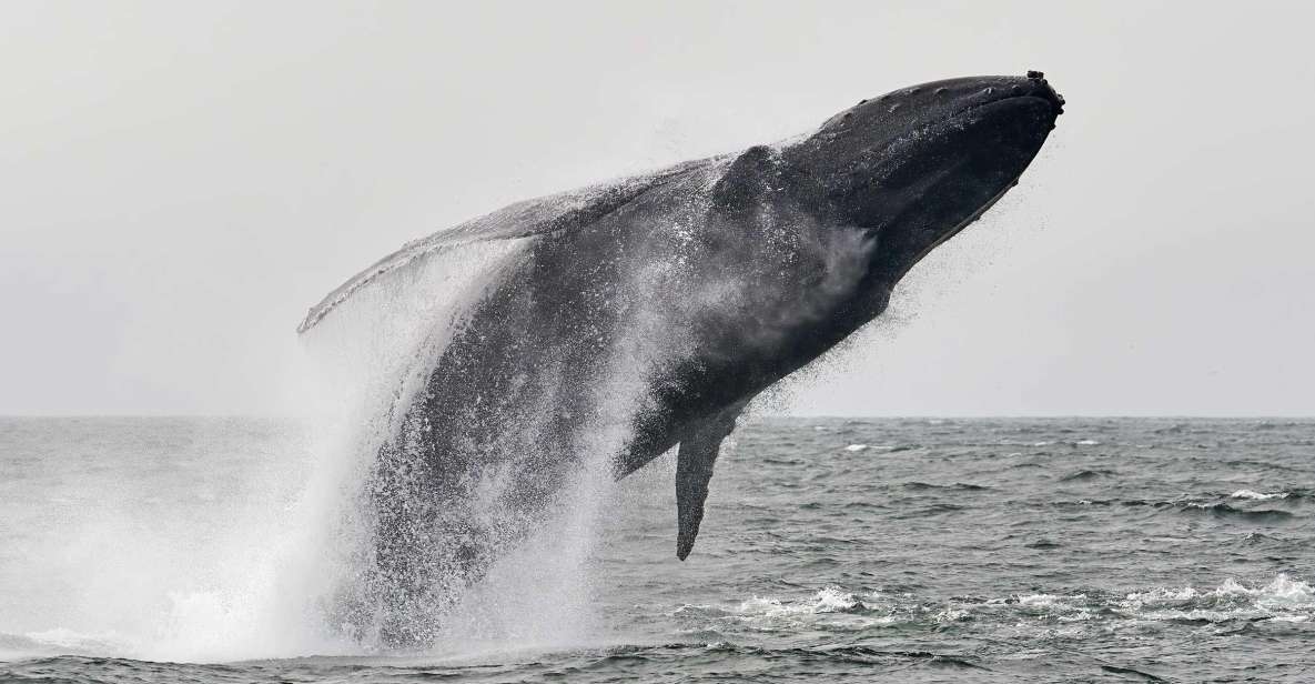 Cabo San Lucas: Humpback Whale Watching Experience - Location Information