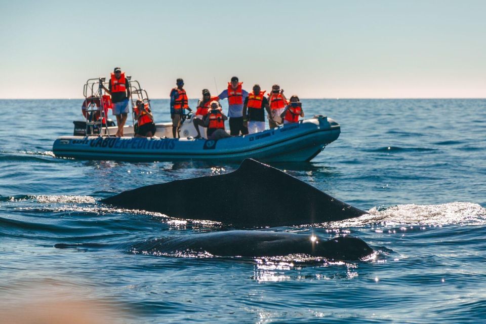 Cabo San Lucas: Up Close Whale Watching Small Group Tour - Customer Reviews