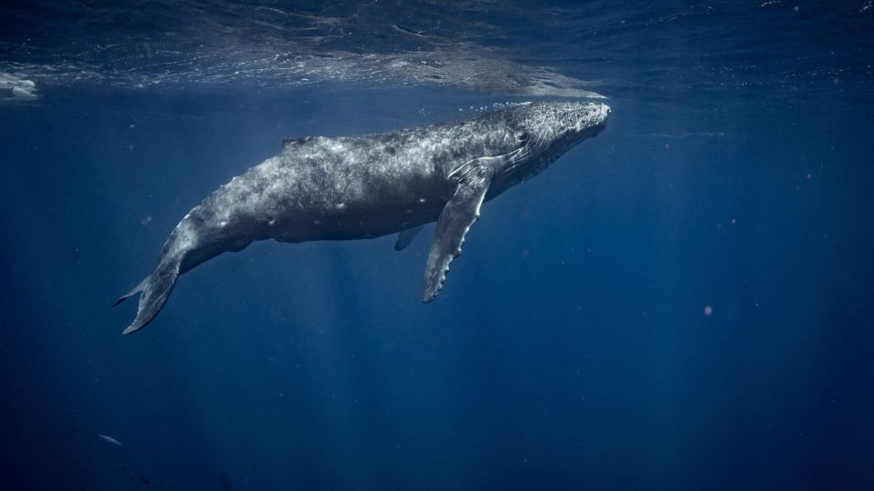 Cabo San Lucas:Ocean Safari in the Pacific and Sea of Cortez - Capturing Memories With Photos