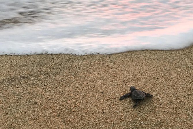 Cabo Sea Turtles Release With Marine Biologist  - Cabo San Lucas - Reviews