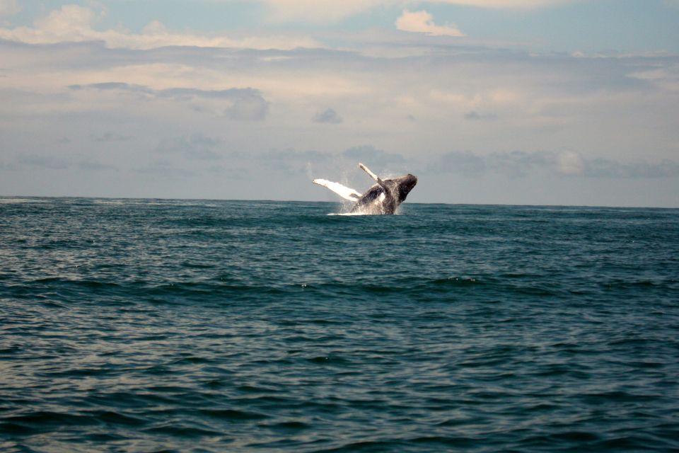 Cali: Whale Watching in the Colombian Pacific Coast - Full Experience Description
