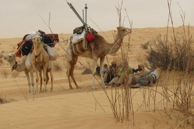 Camel Ride and 1 Night in the Desert - Traveler Feedback and Reviews