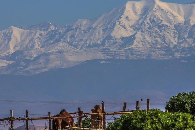 Camel Ride and Magical Dinner in Agafay Desert - Reviews and Additional Information