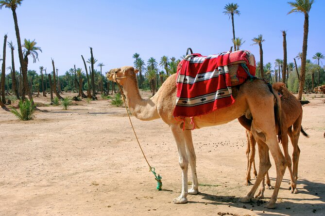 Camel Ride in Marrakech Palmerie - Last Words