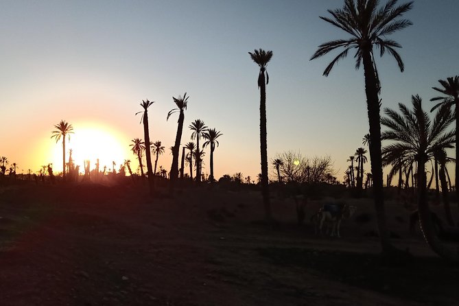 Camel Ride on the Palm Grove Marrakech - Viator and Tripadvisor Reviews