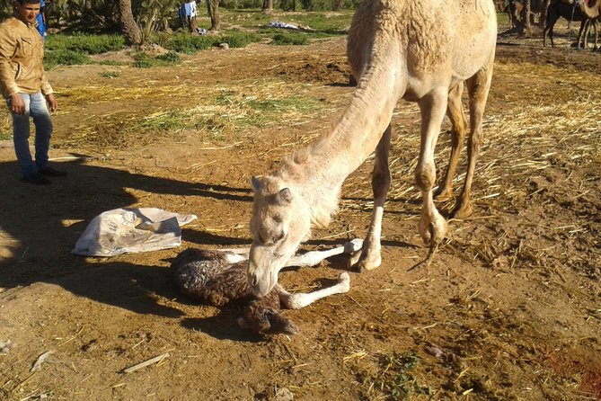 Camel Riding in Marrakech - Logistics and Meeting Points