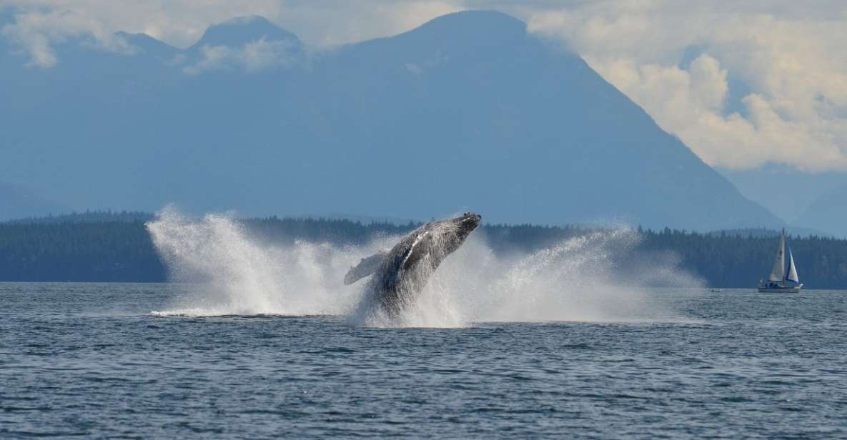Campbell River: 6-Hour Whale Watching Boat Tour - Participant and Date Selection