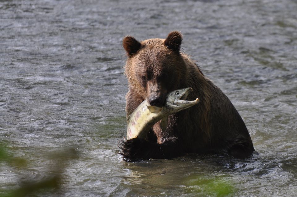 Campbell River: Bute Inlet Grizzly-Watching Tour & Boat Ride - Refreshments and Logistics