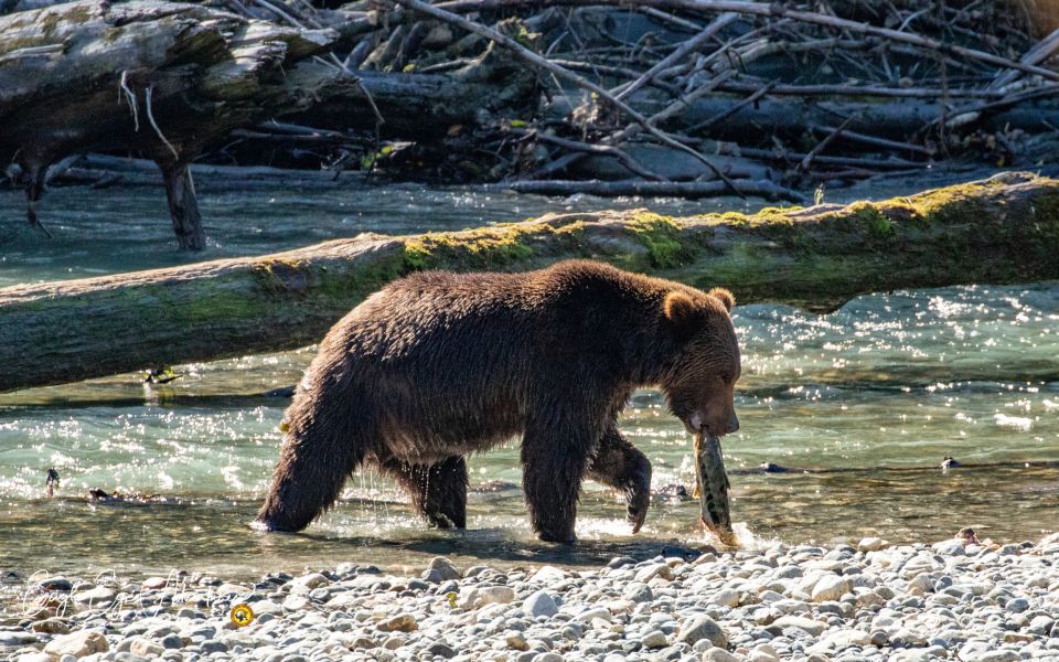 Campbell River: Full-Day Grizzly Bear Tour - Included in the Tour