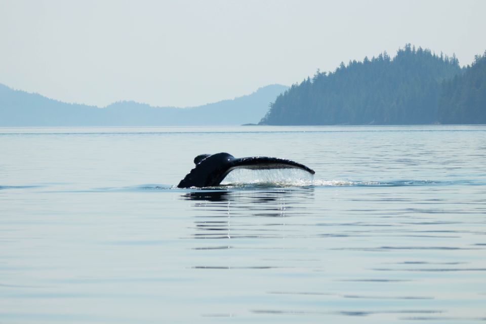 Campbell River: Waterfall and Wildlife Guided Boat Tour - Tour Inclusions