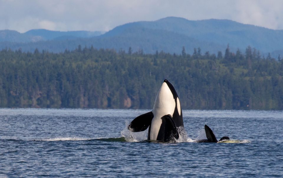Campbell River: Whale Watching Covered Boat Tour With Lunch - Detailed Tour Description