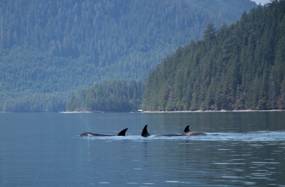 Campbell River: Whale Watching Cruise With Lunch - Experience Highlights