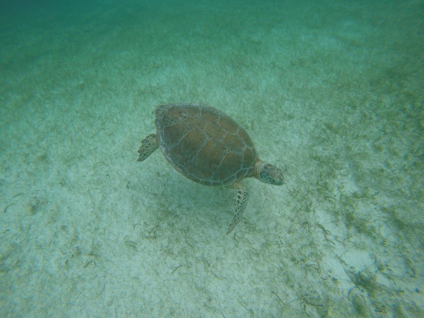 Cancún: Snorkeling With Marine Turtles - Experience Highlights