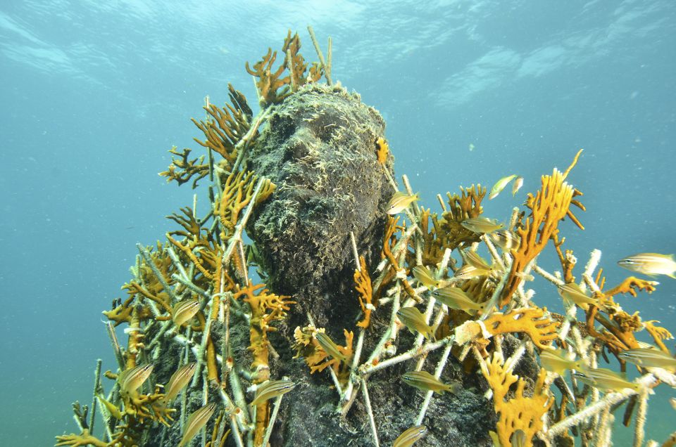 Cancún: Underwater Museum & Reef for Certified Scuba Divers - Customer Reviews