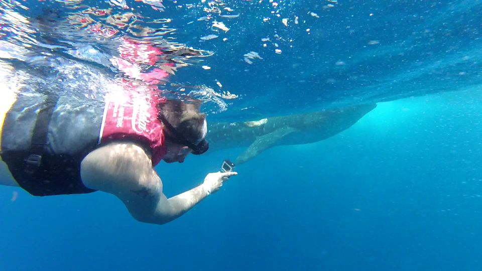 Cancún Whale Shark Tour - Inclusions