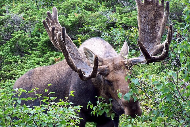 Canmore Wildlife Safari Drive and Walk in the Rocky Mountains - Participant Expectations and Accessibility