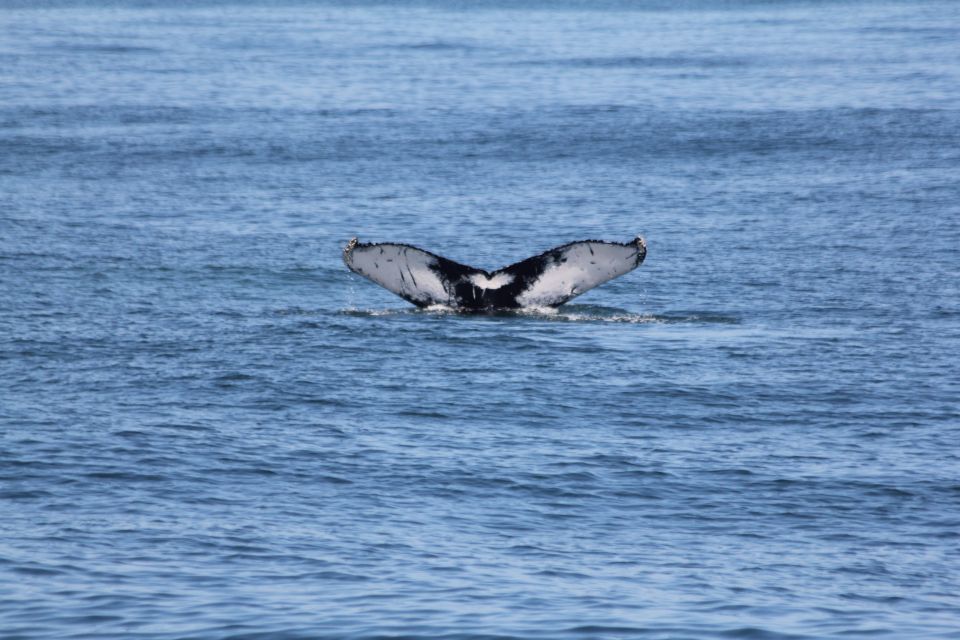 Cape May: Scenic Whale and Dolphin Watching Cruise - Onboard Experience