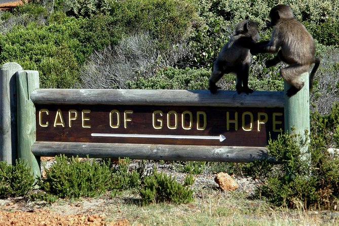 Cape of Good Hope, Cape Point & Penguins Private Customizable Afternoon Tour - Reviews and Testimonials