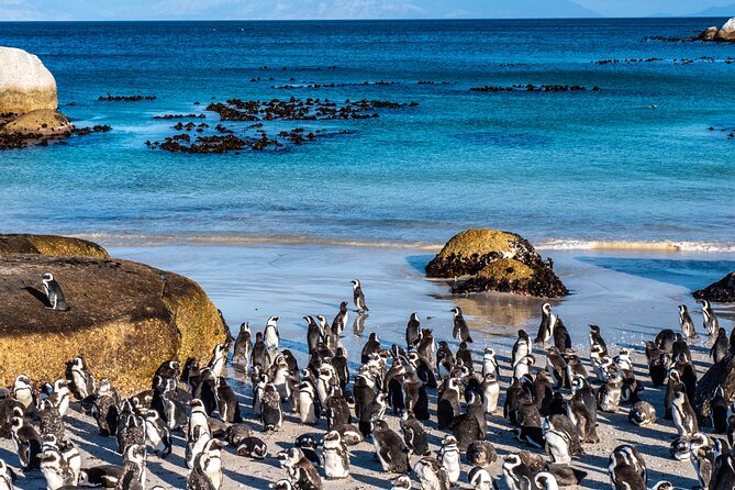 Cape of Good Hope & Penguins Small Group Tour From Cape Town - Traveler Reviews