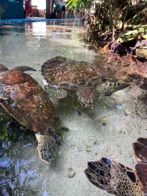 Cartagena: Rosario Islands and Cholon VIP Party Boat Tour - Inclusions