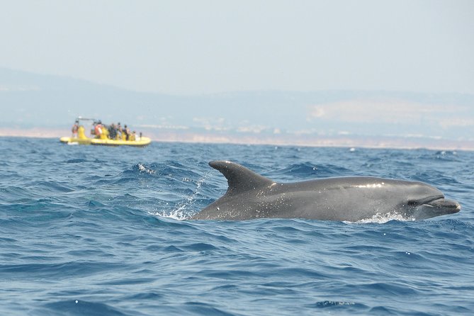 Caves and Dolphin Watching Cruise From Albufeira - Relaxation and Admiration