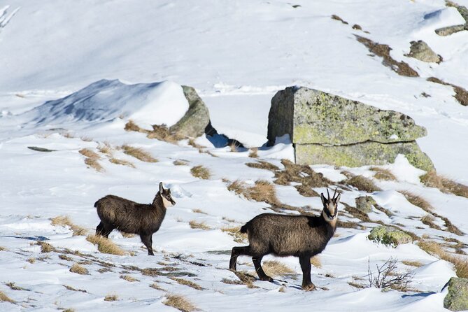 Chamois Observation - Hiking Day - Wildlife Observation Tips