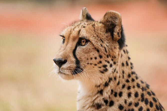 Cheetah Encounter at Werribee Open Range Zoo - Excl. Entry - Last Words and Additional Information