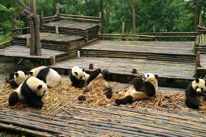 Chengdu Panda Base Half Day Tour - Cancellation Policy