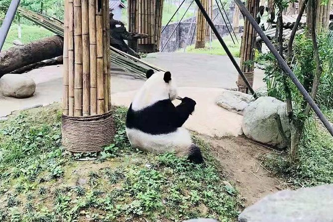 Chengdu Panda Research Center Half Day Trip - Common questions