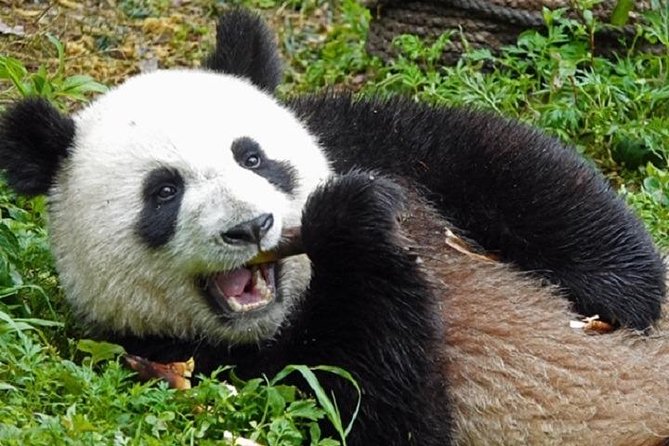 Chengdu Private Full Day Panda Breeding Center and Sanxingdui Museum Tour - Contact and Support