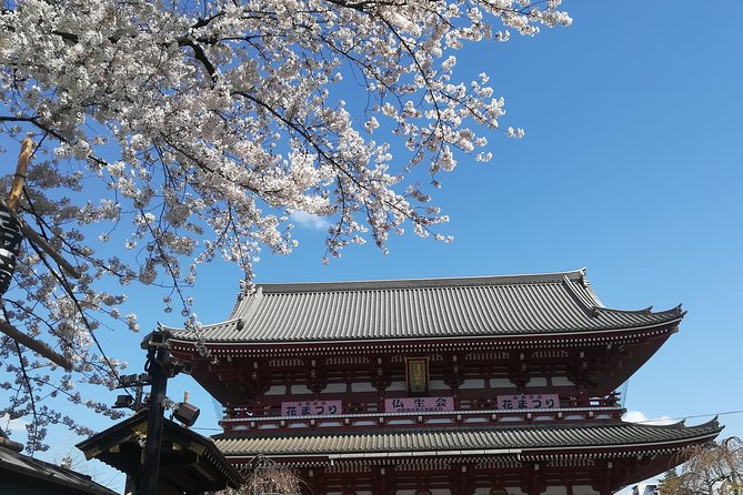 Cherry Blossom Highlights, Asakusa, Ueno & Meiji Shrine - Ueno Park: Blossoms Galore