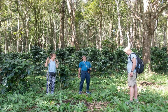 Chiang Mai Coffee Tour: Trekking to Farm, Roast and Brew Workshop - Culinary Delights on the Tour