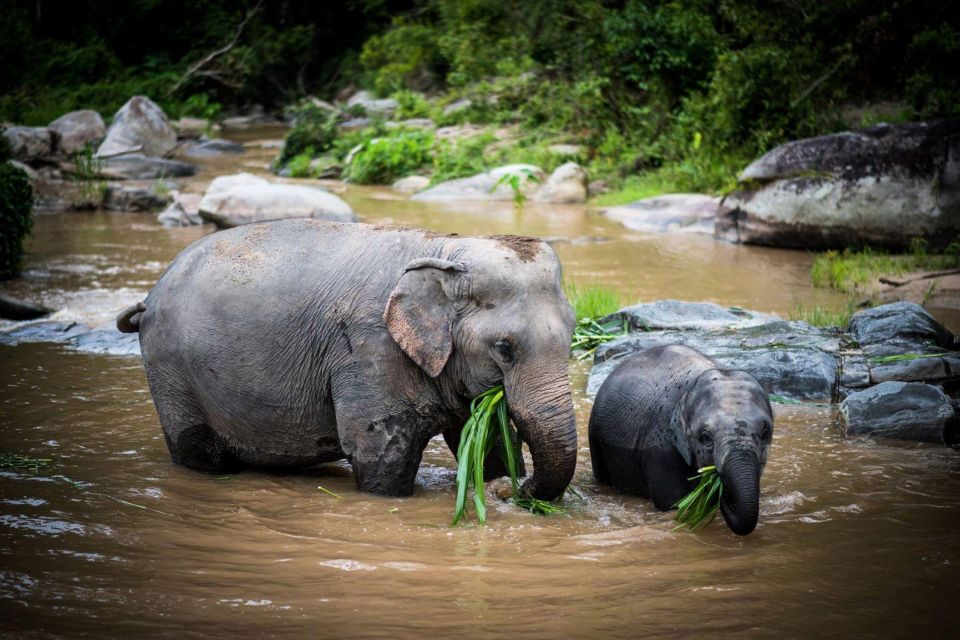 Chiang Mai Elephant Recovery Center, Doi Inthanon and Hiking - Inclusions