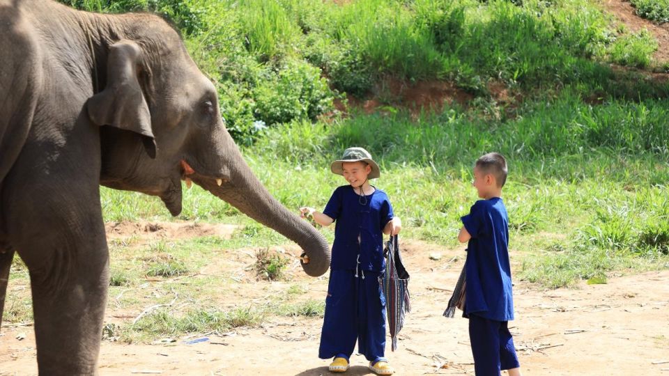 Chiang Mai: Elephant Sanctuary With Lunch Day Tours - Full Description