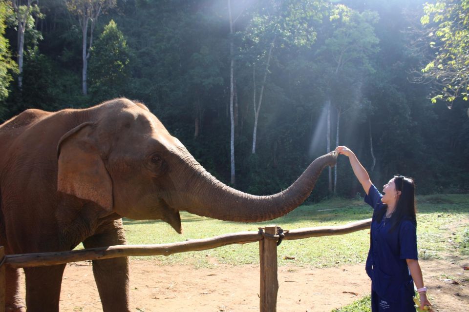 Chiang Mai: Elephants, Waterfall, and White Water Rafting - Elephant Sanctuary