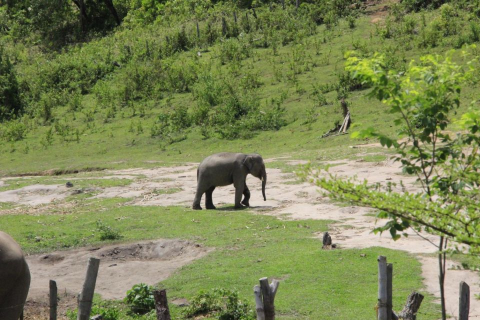 Chiang Mai: Ethical Elephant Sanctuary Day Tour & Lunch - Transportation Information