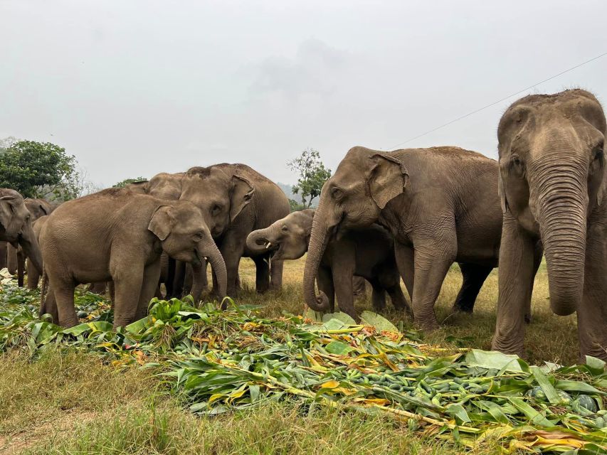 Chiang Mai: New Elephant Home Elephant Care Program - Program Highlights