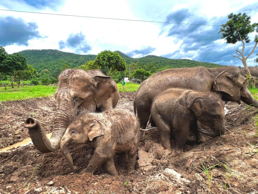 Chiang Mai: New Elephant Home Walking With Giants Tour - Duration and Availability