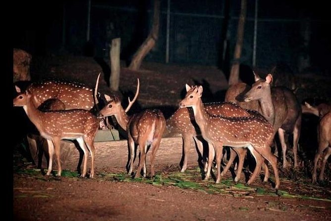 Chiang Mai Night Safari Tour Including Transfer (Minimum 2 Pax) - Booking Information