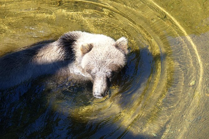 Chichagof Island Tour: Brown Bear Search - Inclusions and Exclusions