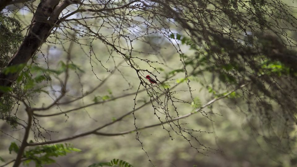 Chiclayo: Pomac Forest Historic Sanctuary & Sican Museum - Booking Details and Options