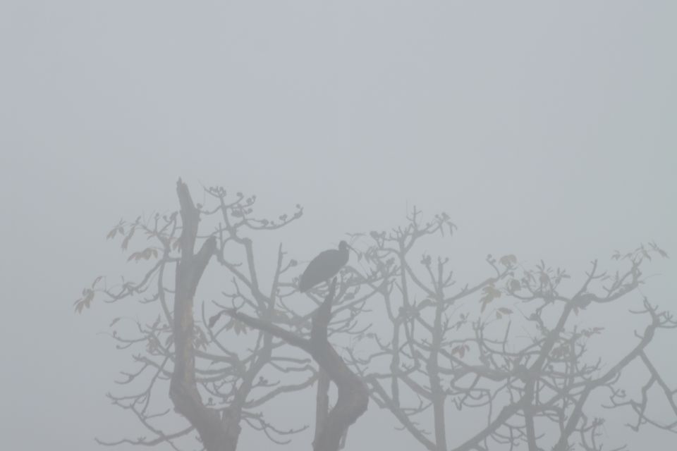 Chitwan National Park Untouched Side Bird Watching From Madi - Rich Avian Diversity in Chitwan