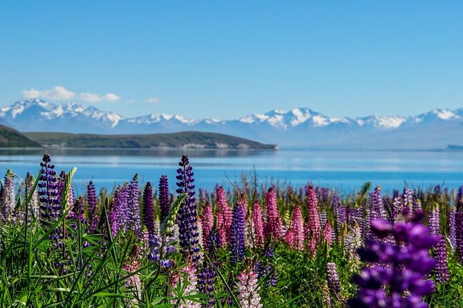 Christchurch to Mt Cook via Lake Tekapo Half-Day Tour (One-Way) - Accessibility Considerations