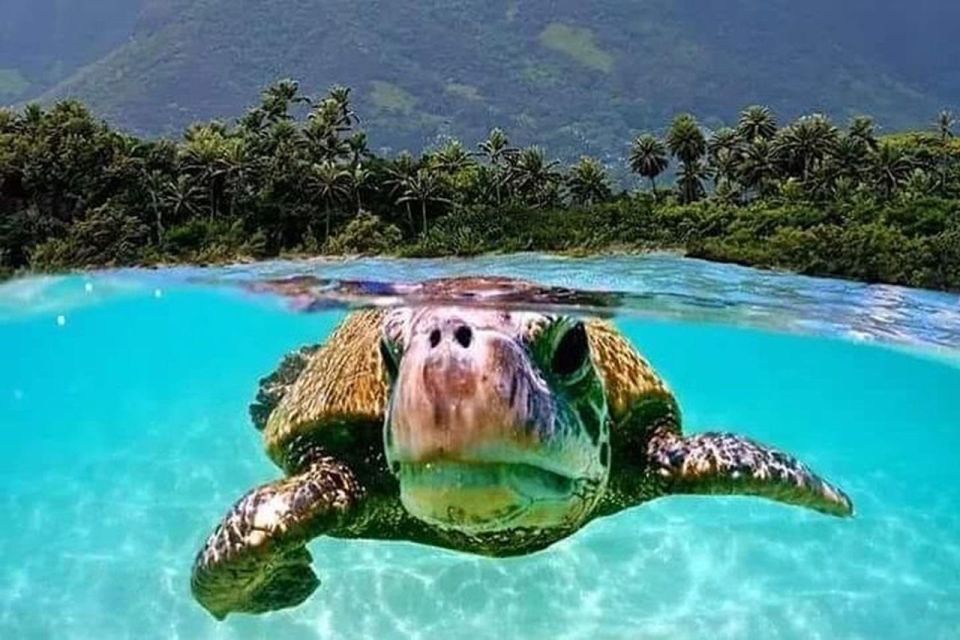 Circle Island: Swim With Turtles And Explore Paradise Oahu - Sacred Sites and Cultural Heritage