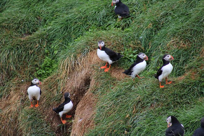 Classic Puffin Watching Cruise From Down Town Reykjavík - Customer Reviews