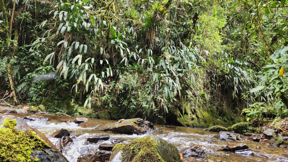 Cocora Valley: Birding-Hiking With Breakfast & Lunch - Inclusions