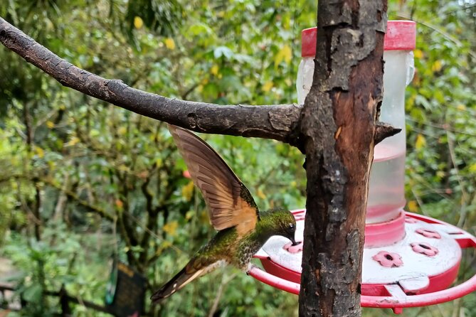 Cocora Valley Tour Hummingbird Circuit - Customer Experiences